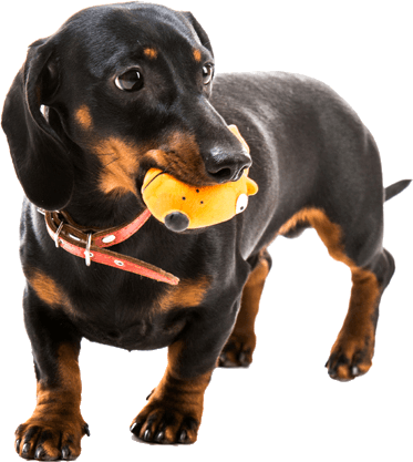 Picture of a puppy on a colored square with rounded corners