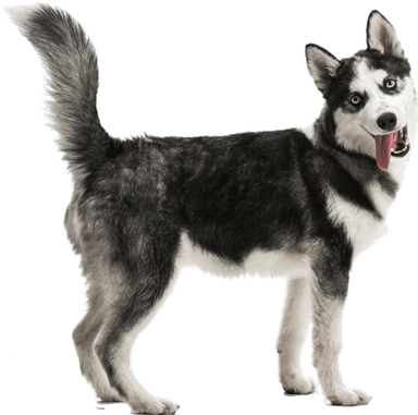 Picture of a puppy on a colored square with rounded corners