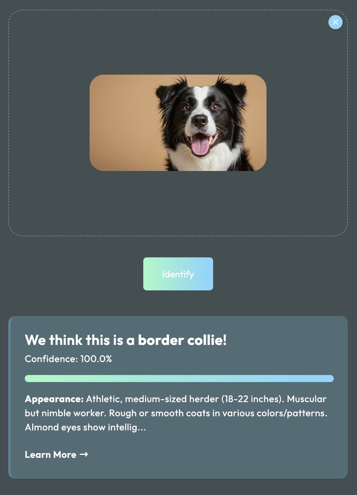 Dog breed identification