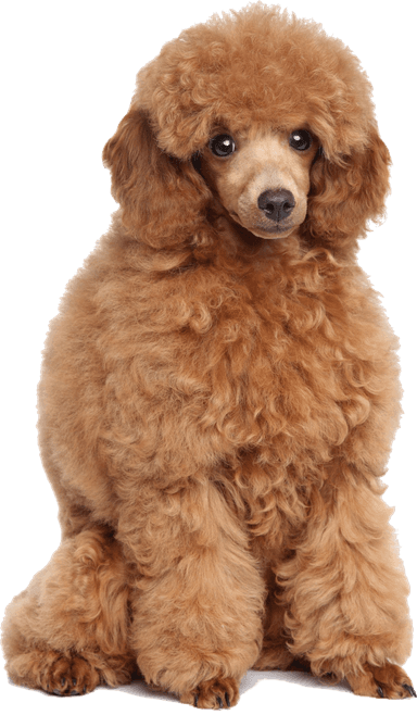 Picture of a puppy on a colored square with rounded corners