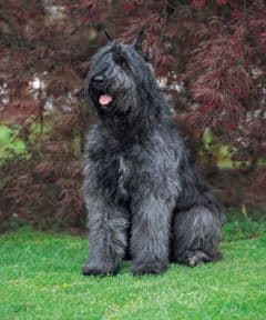 Bouvier des Flandres