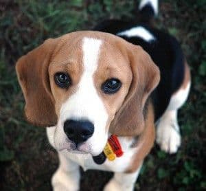 Beagle