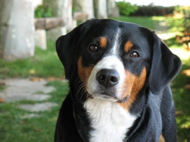 Entlebucher Mountain Dog