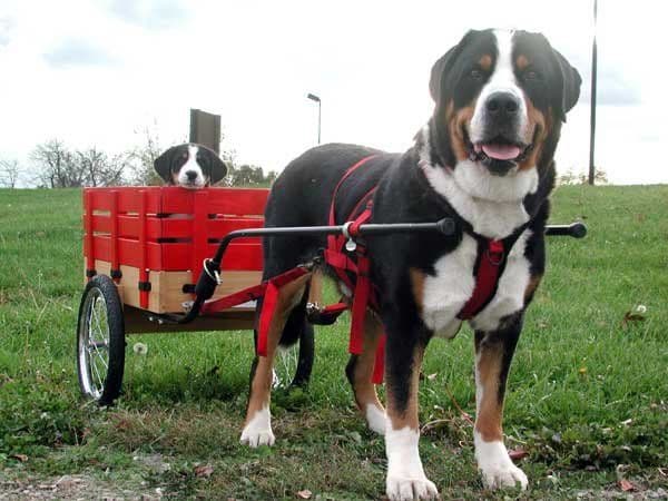 Greater Swiss Mountain Dog