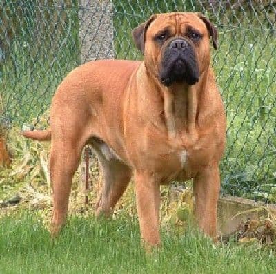 Bull mastiff