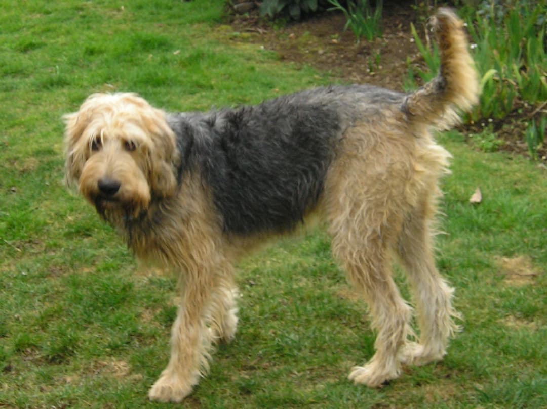 Otterhound