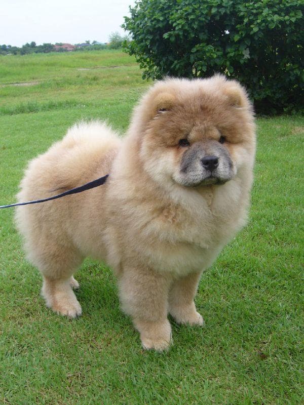 Chow Chow