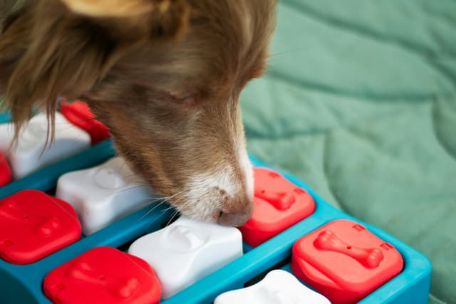 Engaging Games to Stimulate Your Dog's Mental and Physical Health