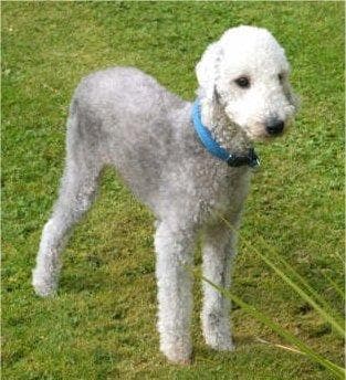 Bedlington Terrier