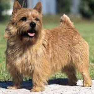 Norwich Terrier