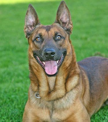 Belgian Malinois