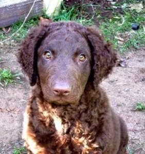 Curly-Coated Retriever