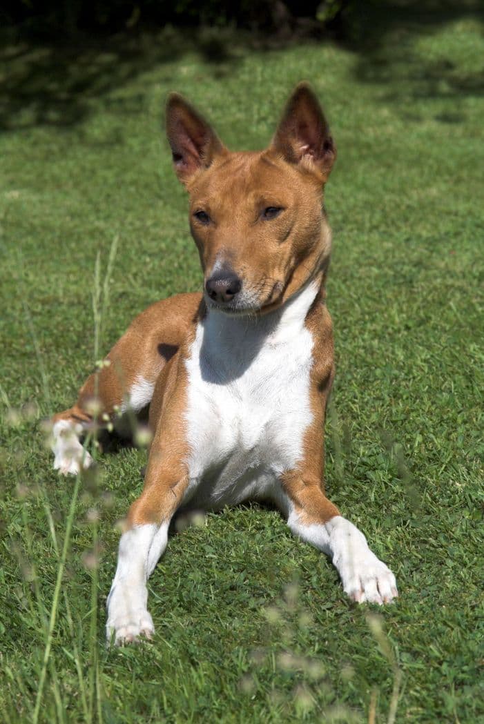 Basenji