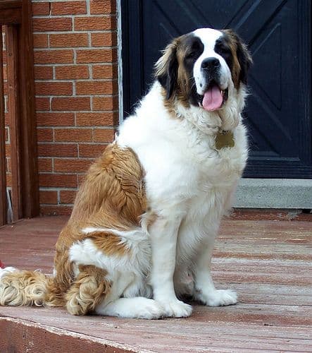 Saint Bernard