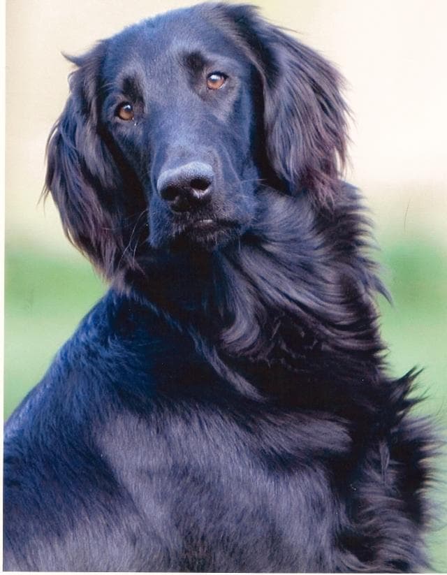 Flat-Coated Retriever