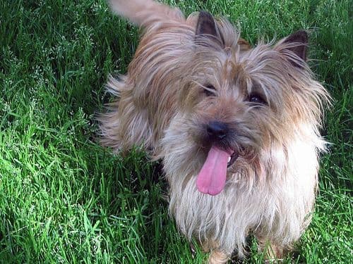 Cairn Terrier
