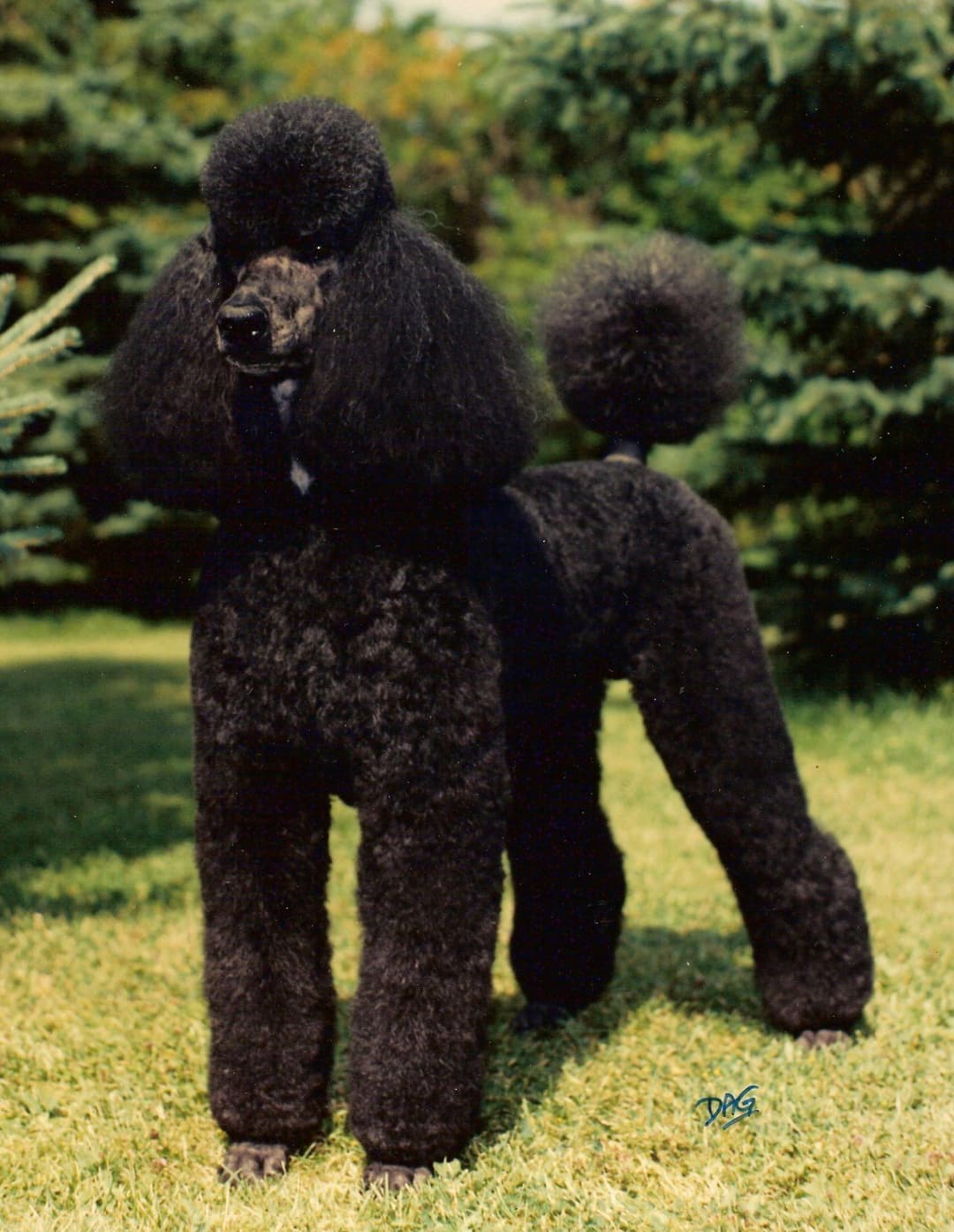 Poodle