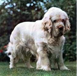 Clumber Spaniel