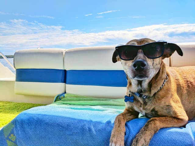 Tails and Trails: Unleashing the Best Dog-Friendly Travel Destinations