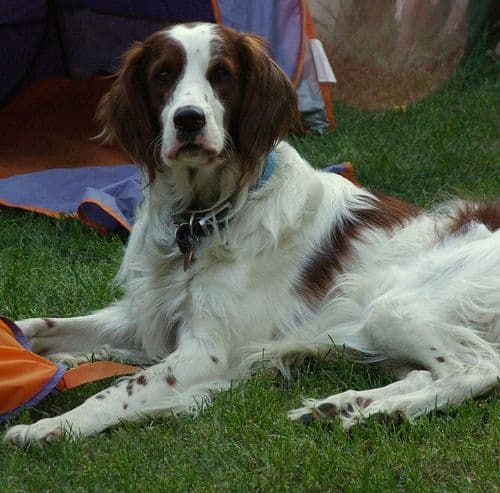 Irish Red and White Setter