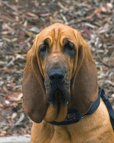 Bloodhound