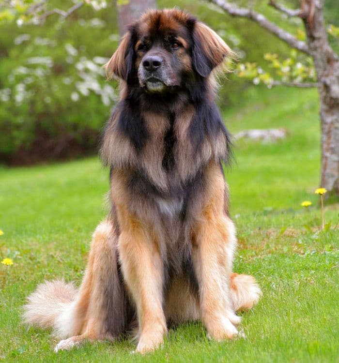 Leonberger
