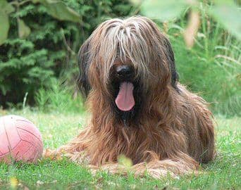 Briard