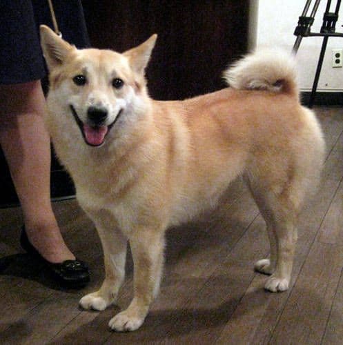Norwegian Buhund