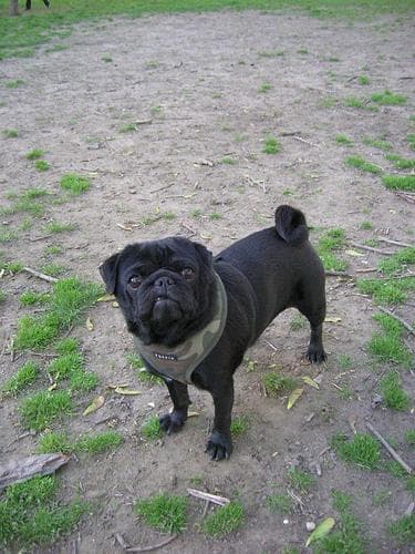 Pug