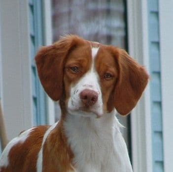 Brittany spaniel