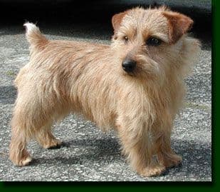 Norfolk Terrier