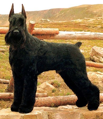 Giant Schnauzer
