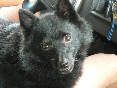 Schipperke