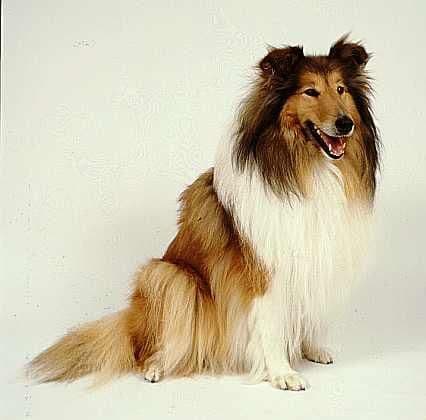 Collie