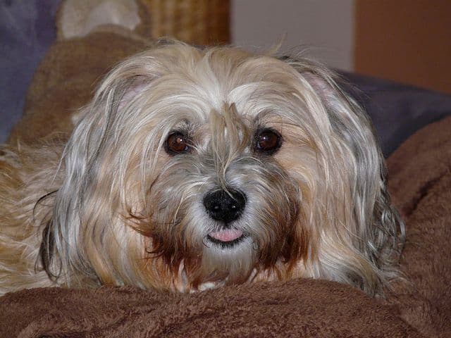 Havanese