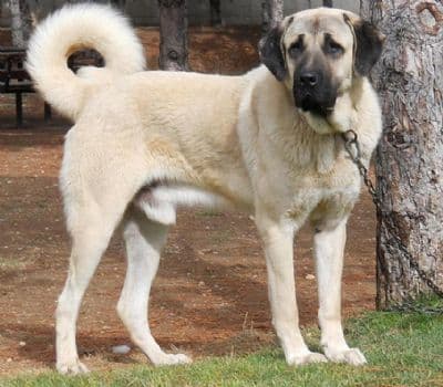 Anatolian Shepherd Dog