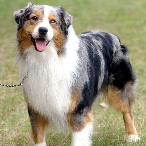 Australian Shepherd