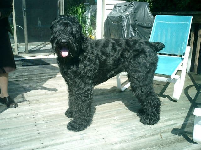 Black Russian Terrier