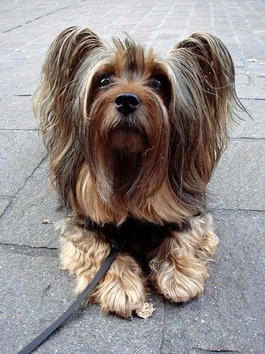 Silky Terrier