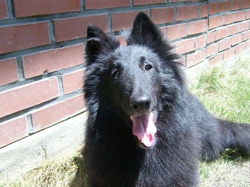 Belgian Sheepdog