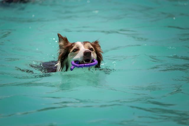 Making Waves: The Top 10 Best Swimming Dogs to Keep You Afloat