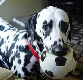 Dalmatian