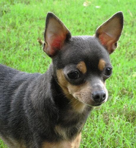 Chihuahua