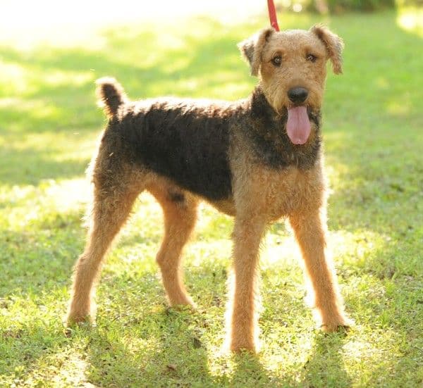 Airedale Terrier