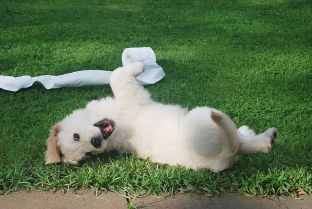 Puppy Follies: The Top 10 Hilarious Puppy Mishaps