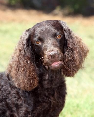 American Water Spaniel