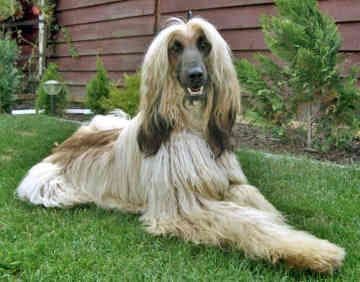 Afghan Hound