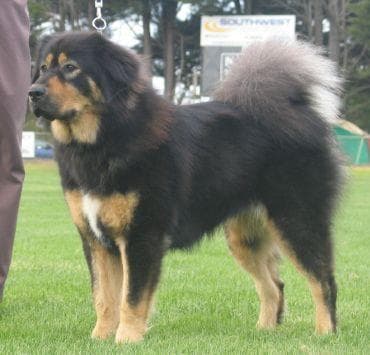 Tibetan Mastiff