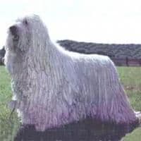 Komondor