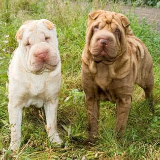 Chinese Shar-Pei